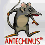 Antechinus JavaScript Editor 10 + Crack